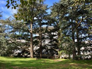 exterieur-arbre-Massues -H